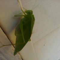 Meet New People on MeetMe